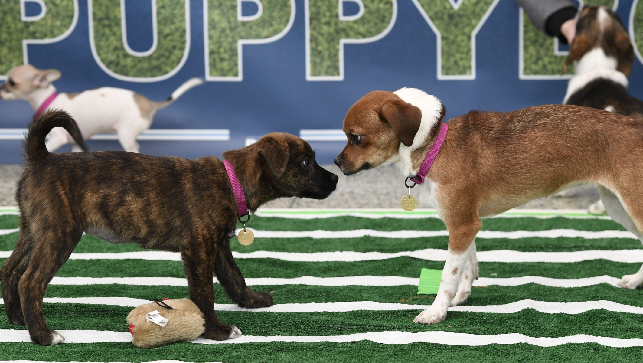 Puppy Bowl XXI: 142 очаровательных щенка готов