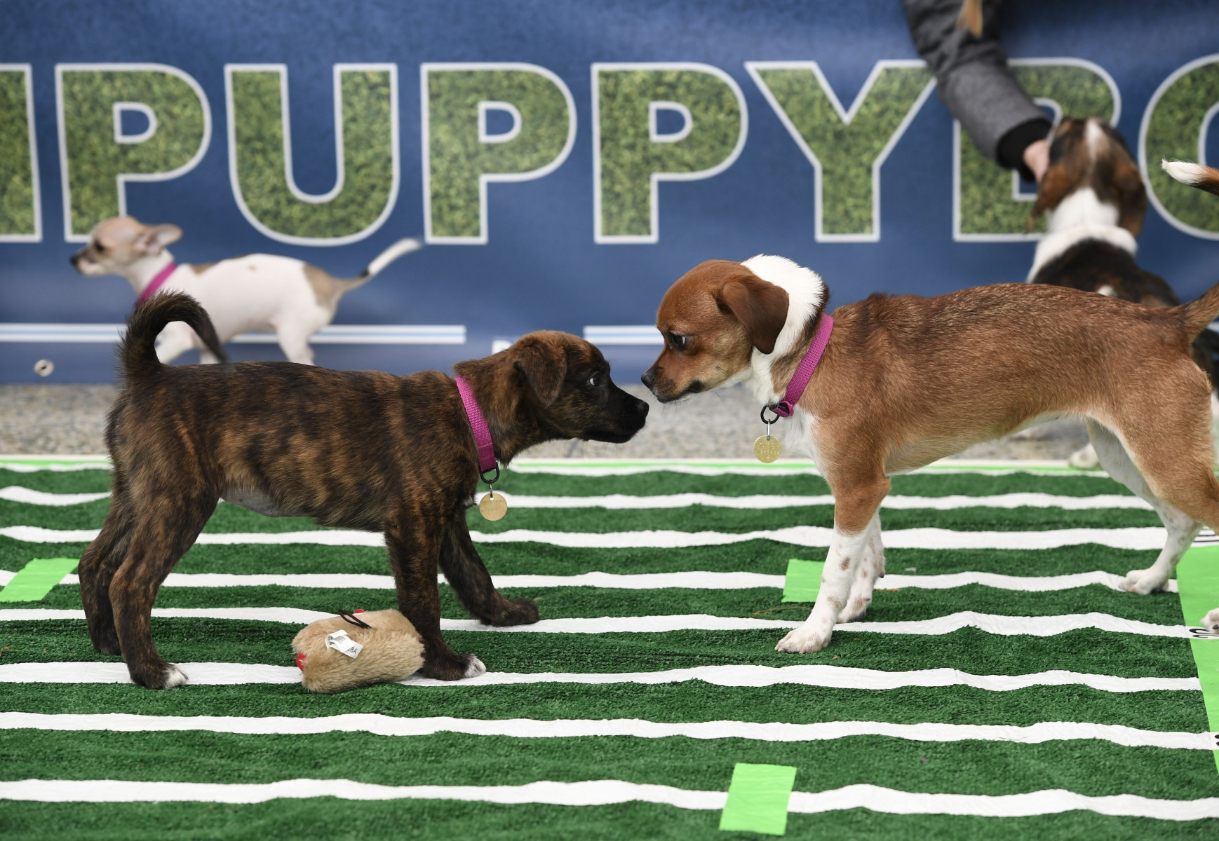 Puppy Bowl XXI: 142 очаровательных щенка готов