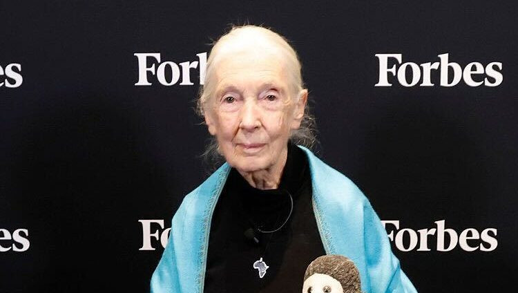 Ушла из жизни Джейн Гудолл, защитница